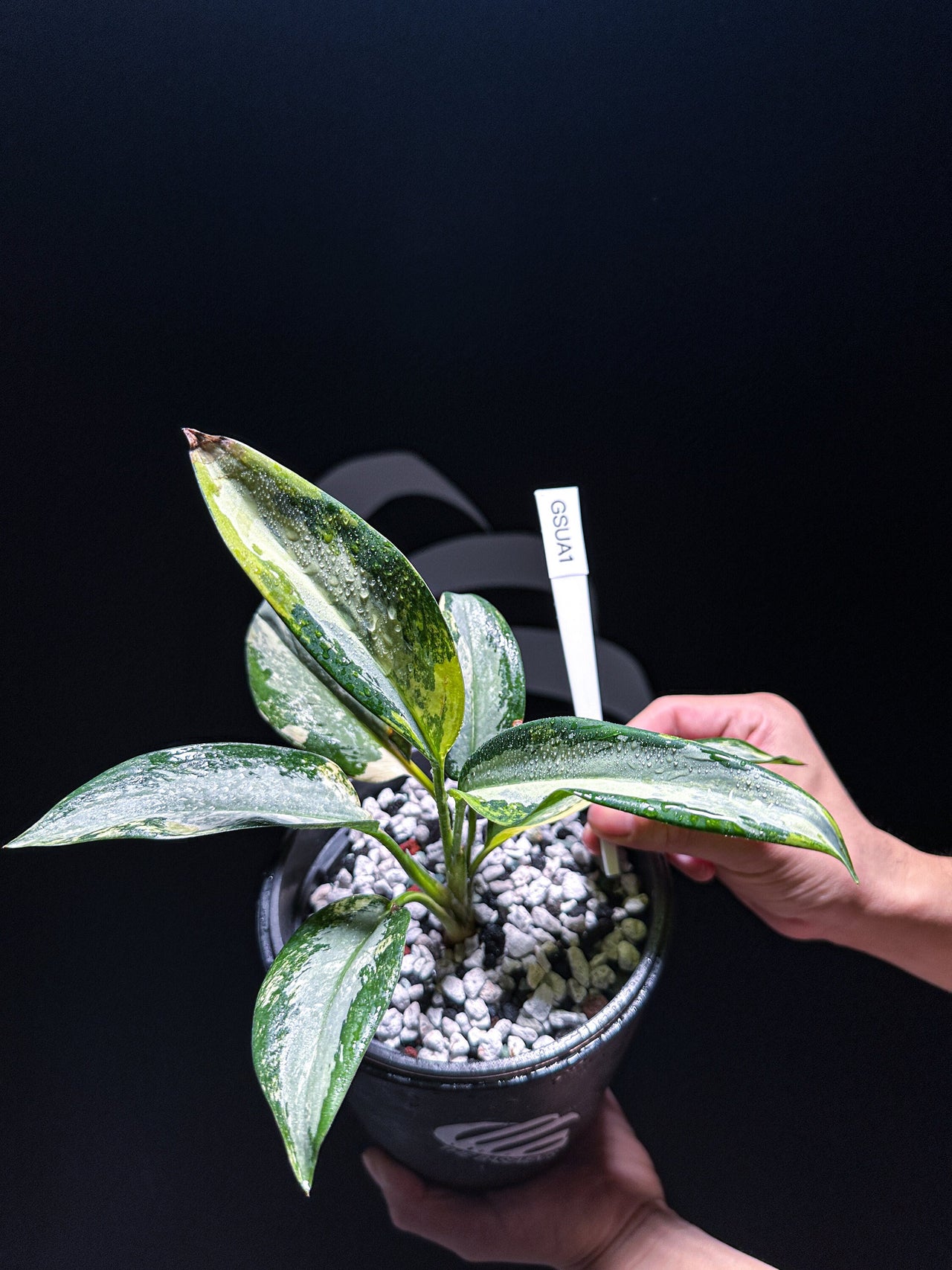 Aglaonema Suvarnabhumi Variegated - thebasements.us