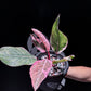Philodendron Pink Princess Mutation