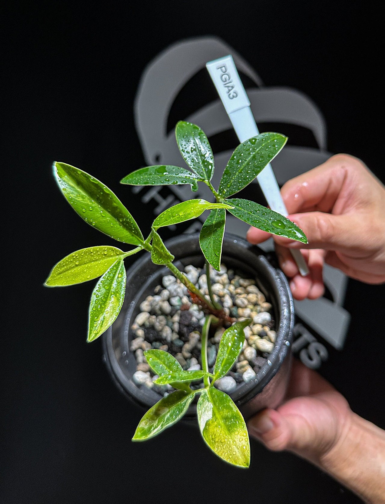 Philodendron Goeldii Variegated - thebasements.us