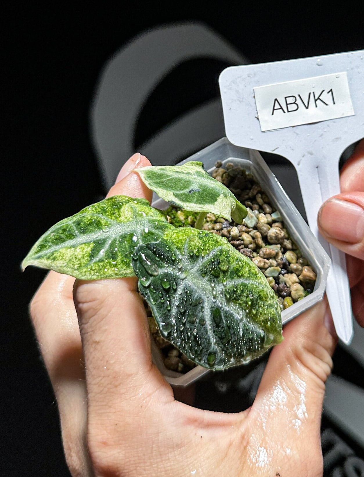 Alocasia Black Velvet White/Minty Variegated TC - thebasements.us