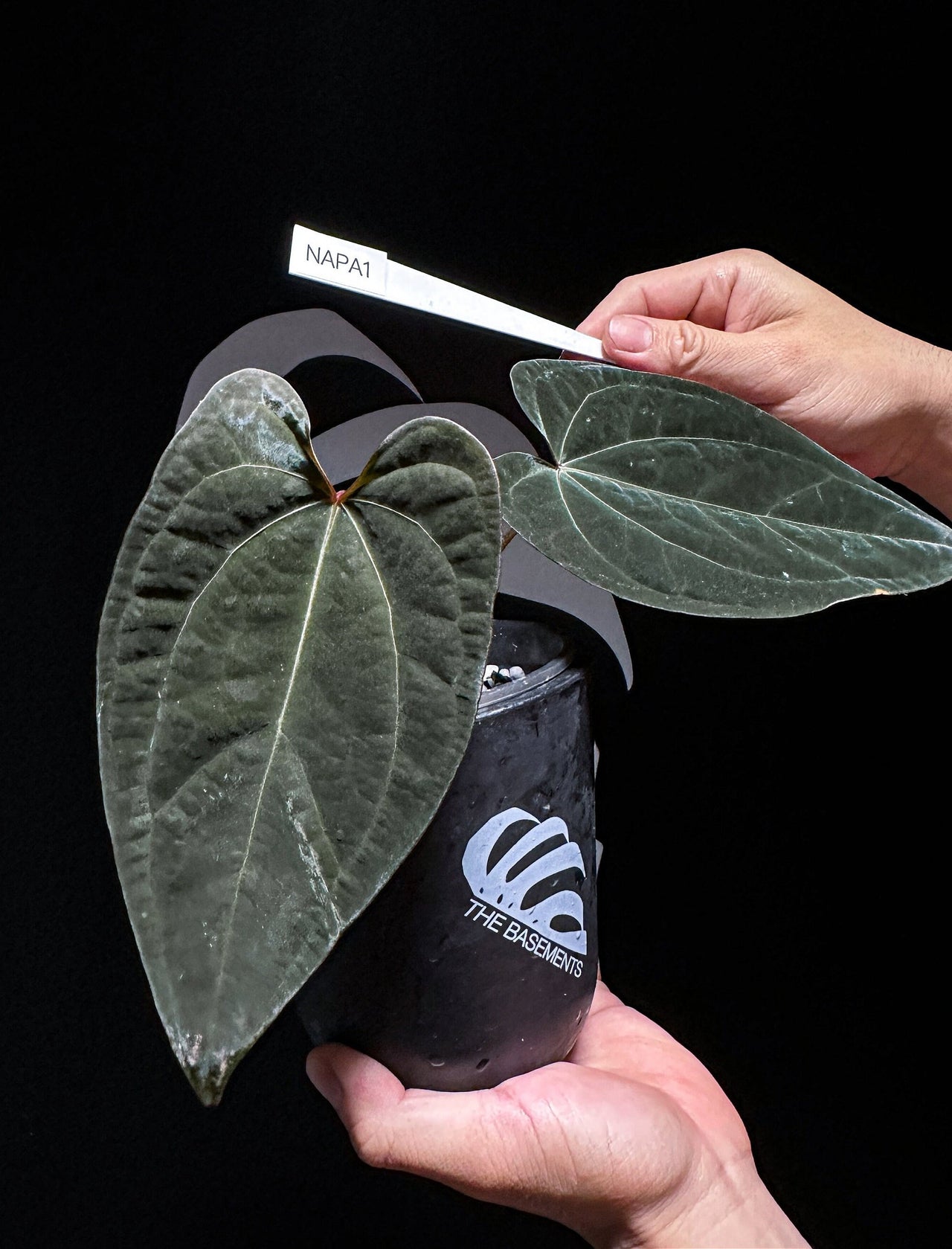 Anthurium Ace of Spade x Portillae - thebasements.us