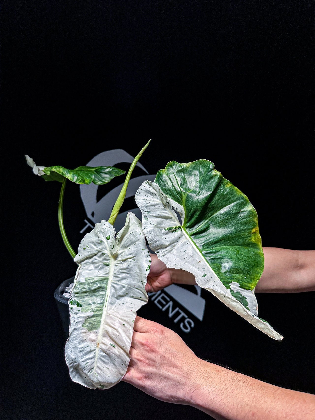 Philodendron Paraiso Verde White Spotted - thebasements.us