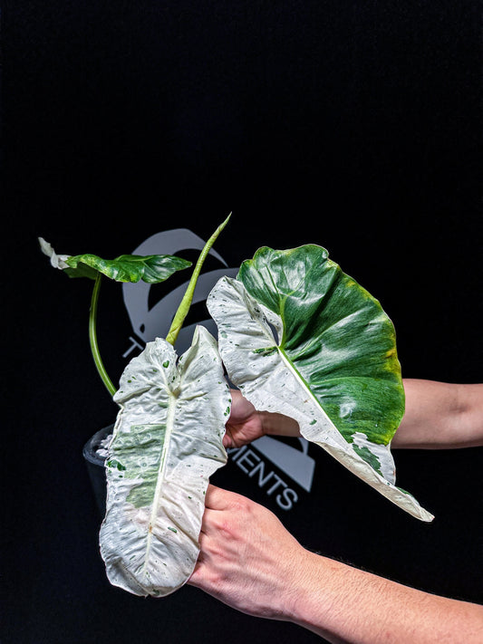 Philodendron Paraiso Verde White Spotted