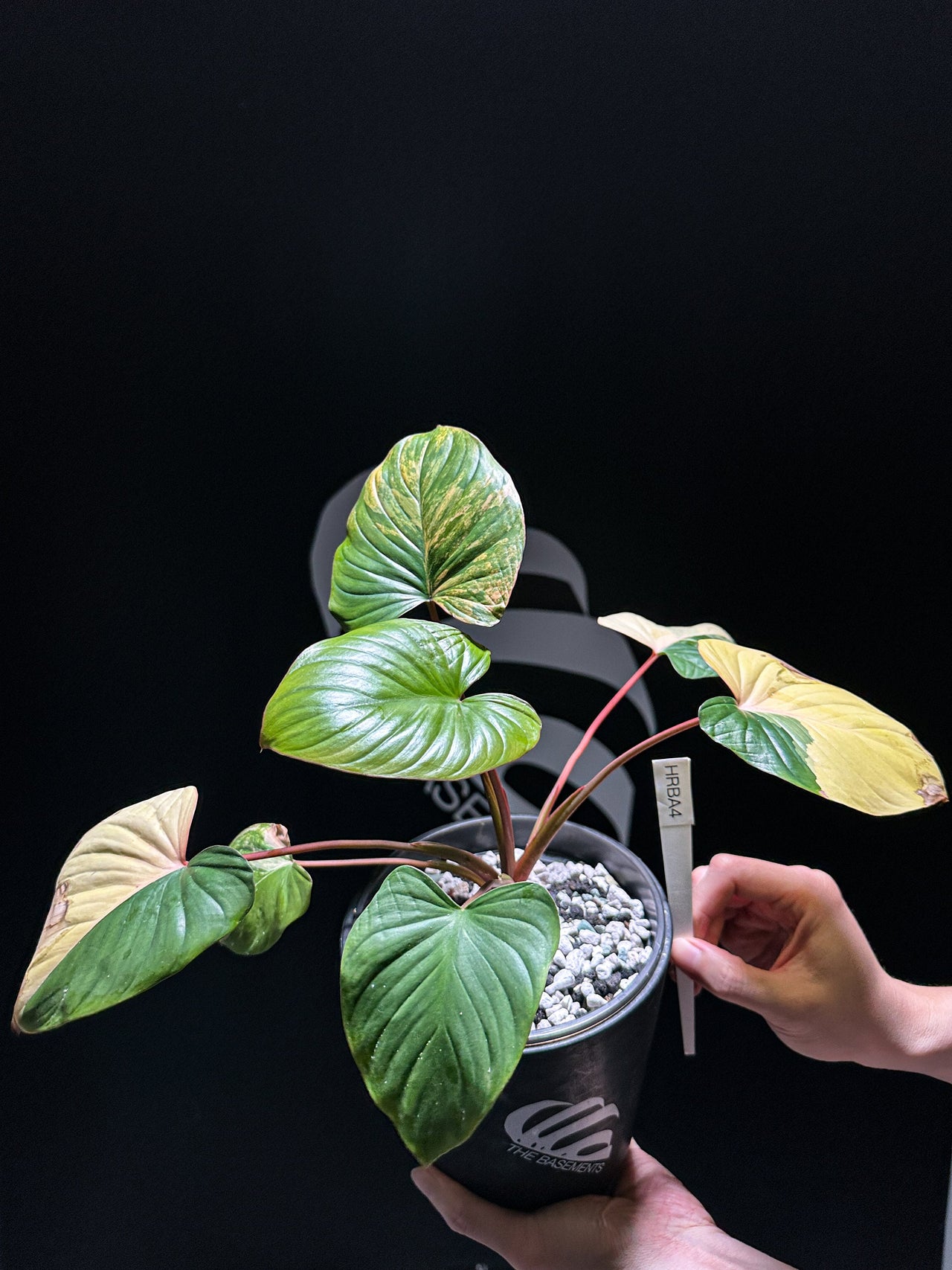 Homalomena Rubescens Variegated - thebasements.us