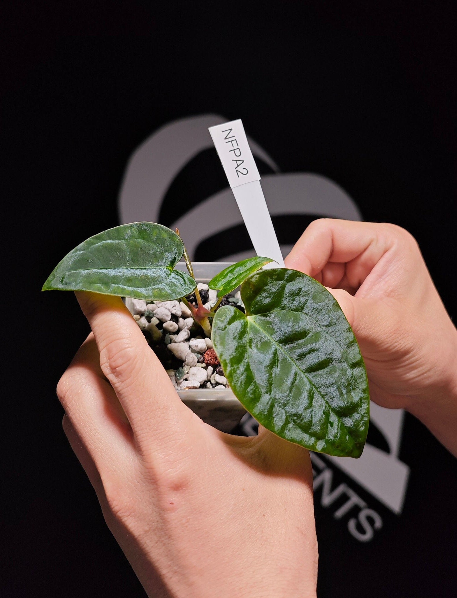 Anthurium Forgetii Dark X Papilliaminum - thebasements.us