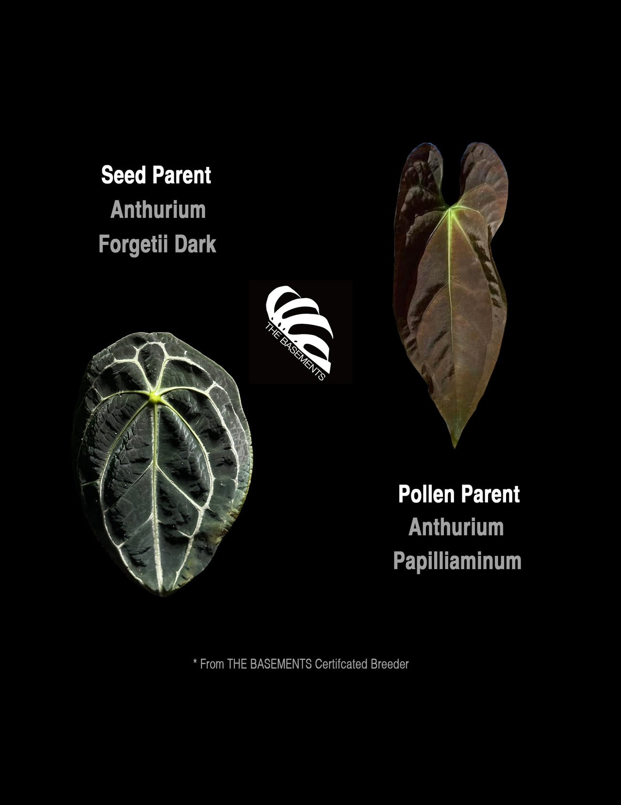 Anthurium Forgetii Dark X Papilliaminum - thebasements.us