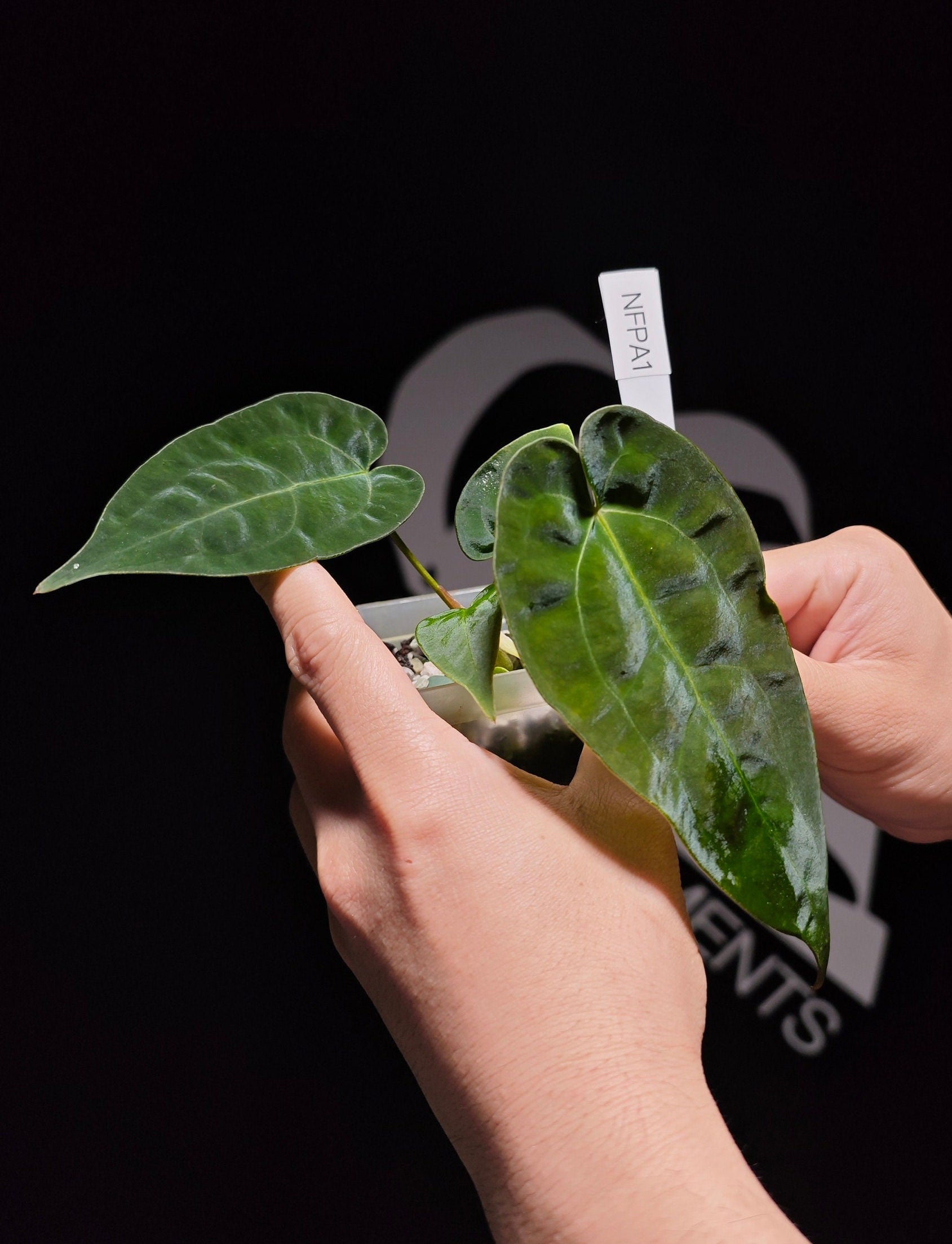 Anthurium Forgetii Dark X Papilliaminum - thebasements.us